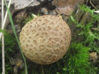 Dickschaliger Kartoffelbovist
